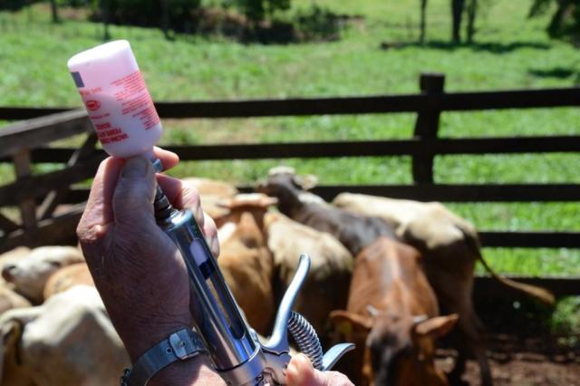 Secretaria de Agricultura, Pecuária e Pesca, disponibiliza para os Criadores de Gado a primeira etapa da vacina contra a febre aftosa
