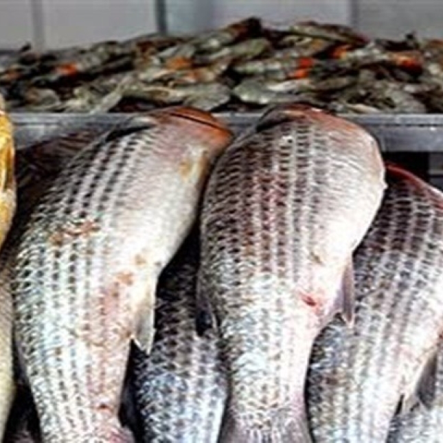 Semana Santa: Prefeitura de Caaporã distribui 25 toneladas de peixes na maior entrega da história do município